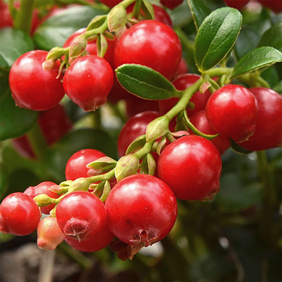 アルブチンの原料コケモモの写真