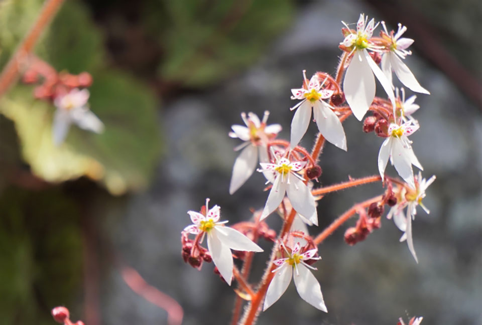 ユキノシタの花写真
