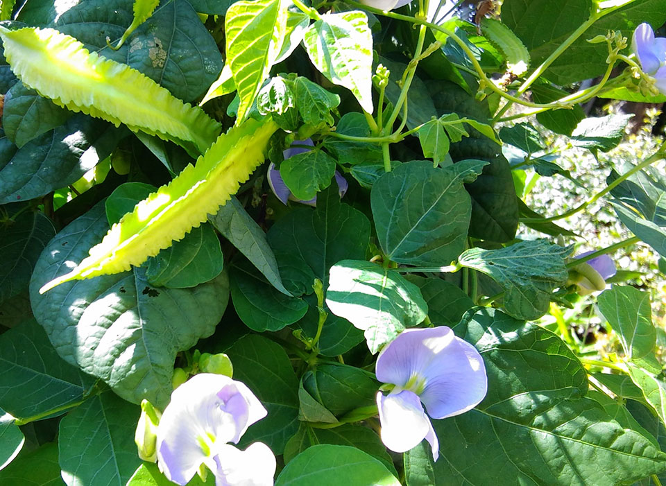 シカクマメ種子エキスの写真