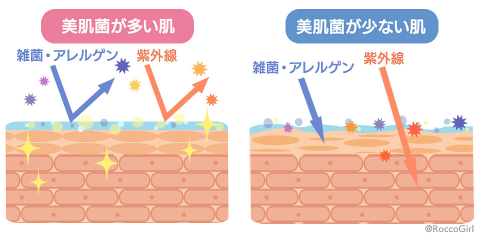 美肌菌の説明イラスト