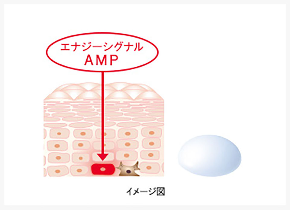インナーシグナルAMP説明図