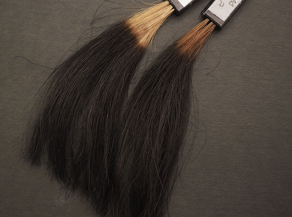 ビゲンカラートリートメントでのブリーチ・ハイブリーチ毛の染毛比較