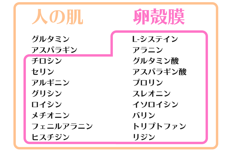 ヒトの肌に含まれるアミノ酸と卵殻膜に含まれるアミノ酸の類似度