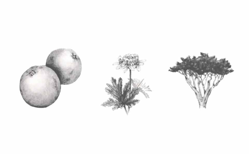 精油に使われる3種の植物