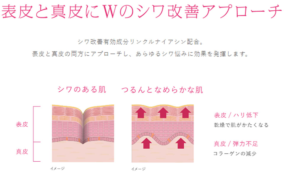 シワ改善の解説