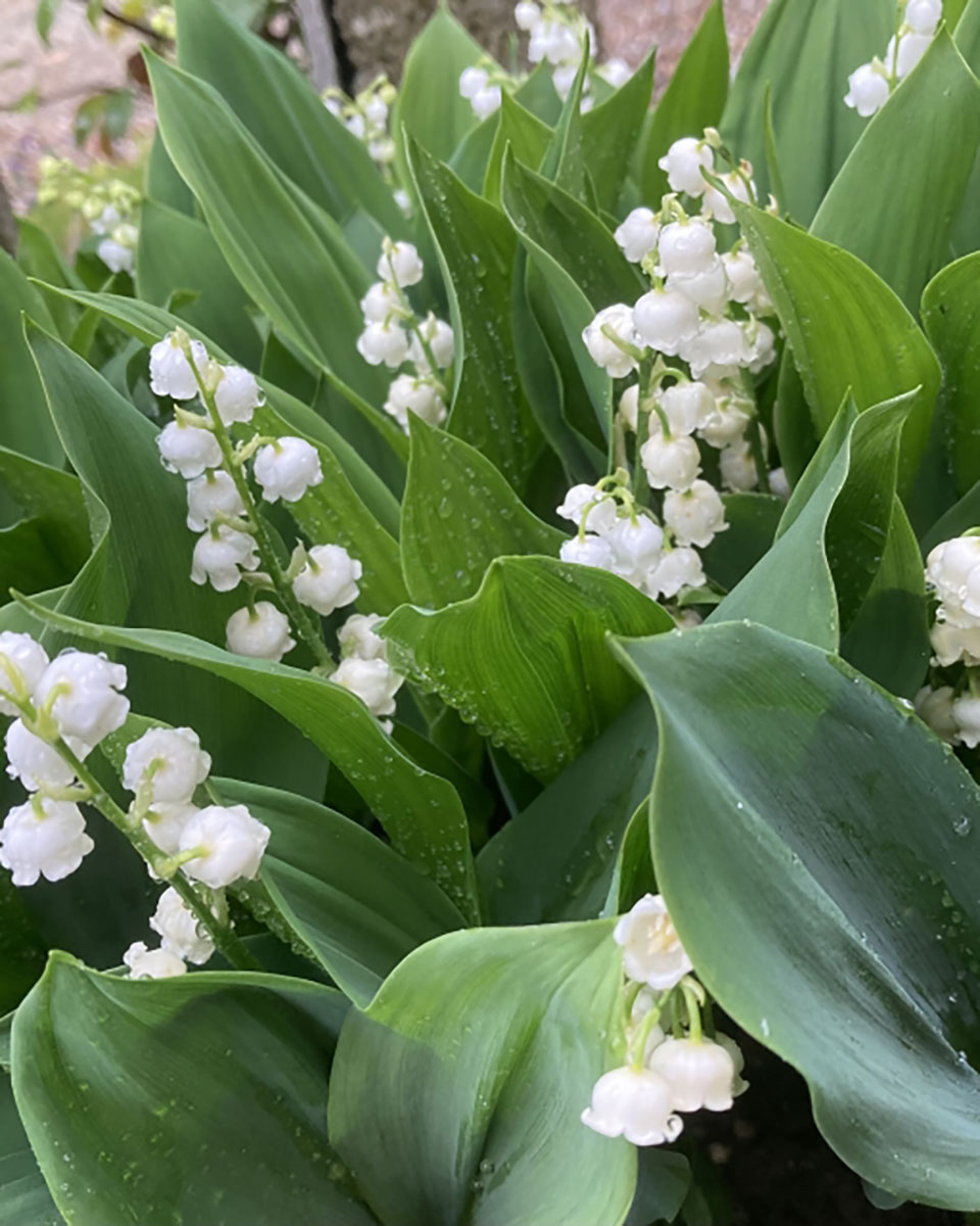 スズランミュゲの写真